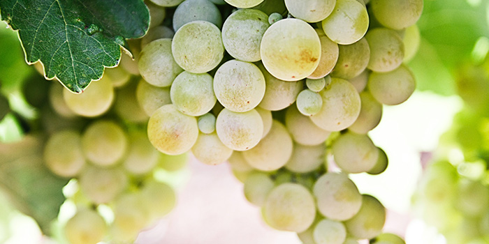 Cavan ja proseccon rypäleet